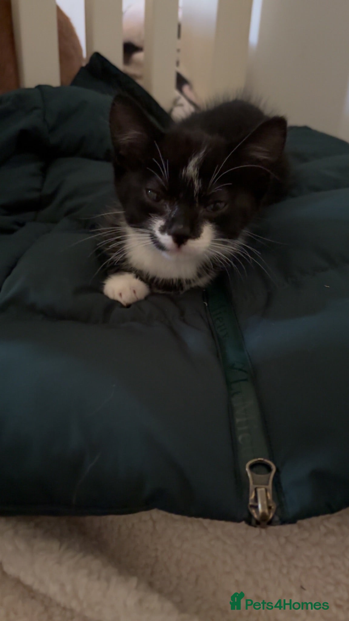 Mixed Breed cats Kittys don’t yet answer to names  - Advert 12