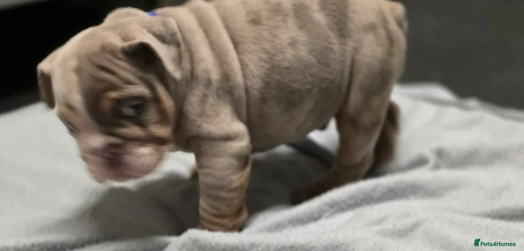 English Bulldog dogs for sale: puppies for sale last 2 girls on near offer  - Advert 15