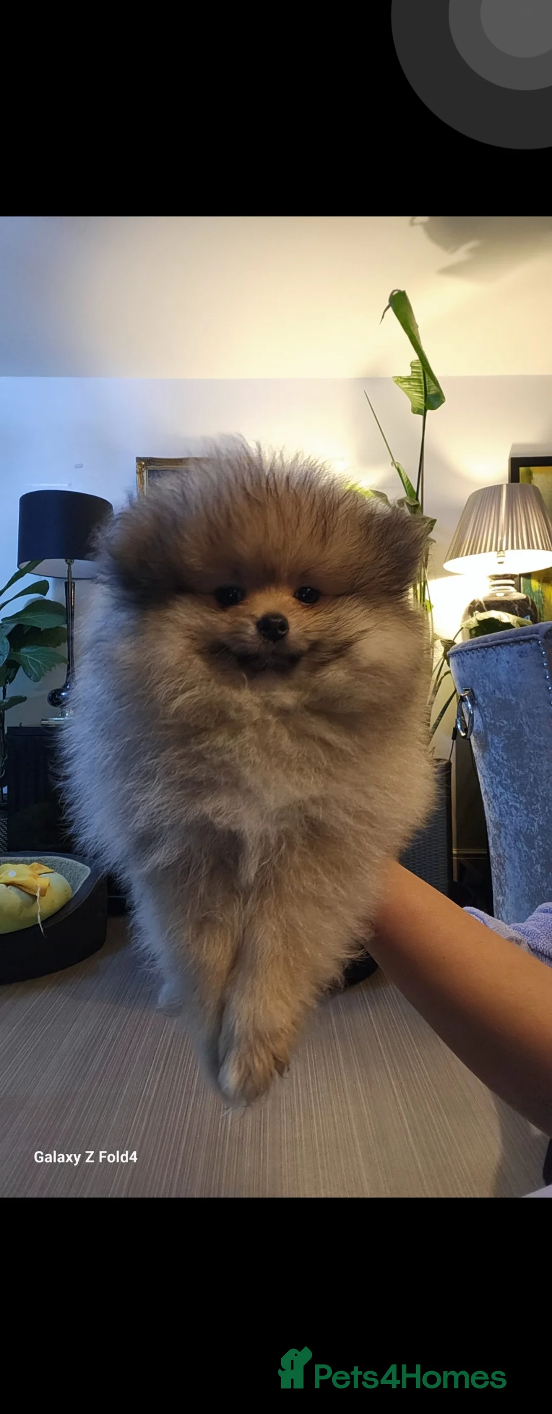 Pomeranian dogs for sale: Gorgeous fluffy Pomeranian boys - Advert 1