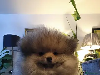 Pomeranian dogs Tiny Fluff-Balls looking for Forever Homes - Advert 2