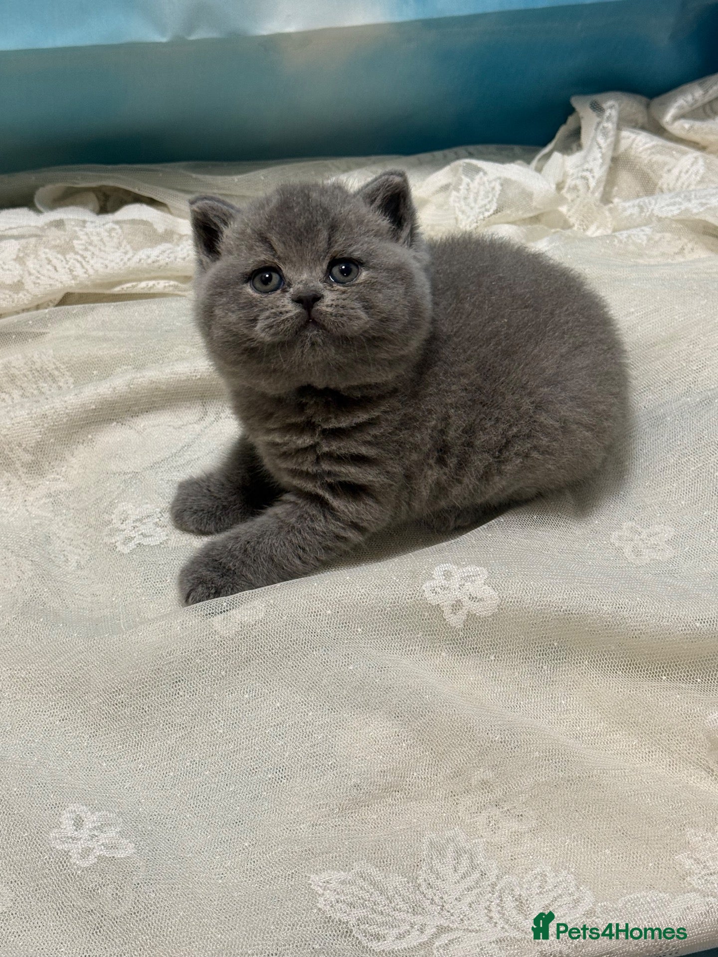British Shorthair cats Beautiful British Shorthair kittens to reserve - Advert 2