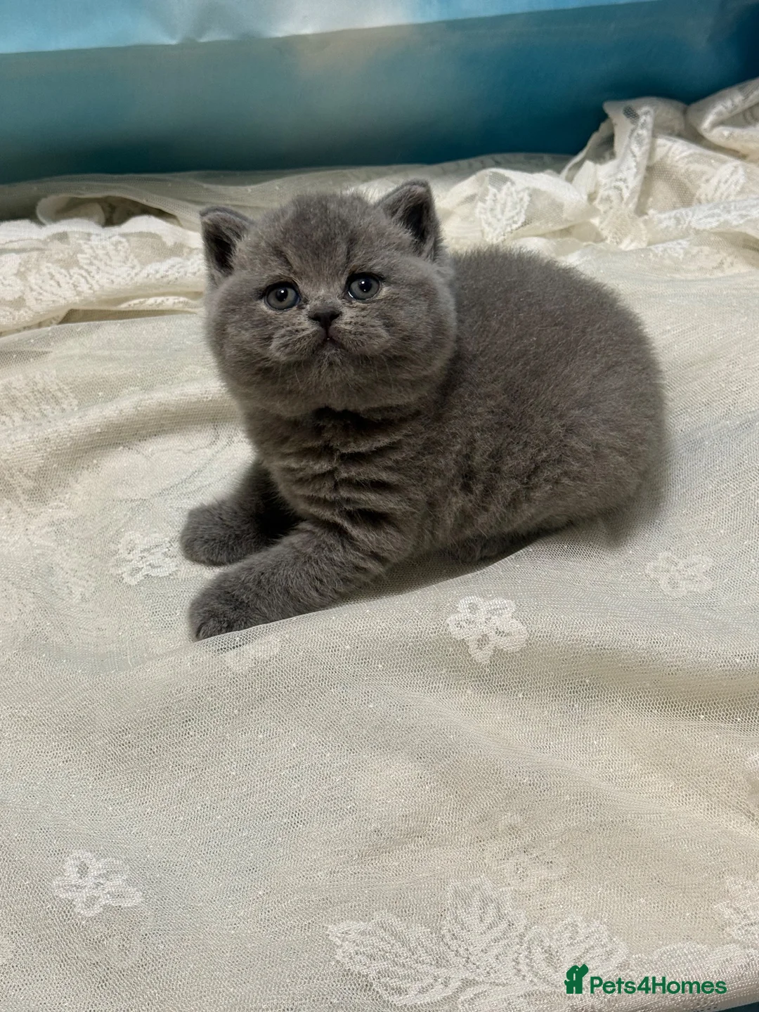 British Shorthair cats for sale: Beautiful British Shorthair kittens to reserve - Advert 2