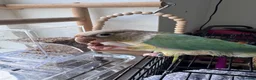 Conures birds for sale: Conure  in London - Advert 5