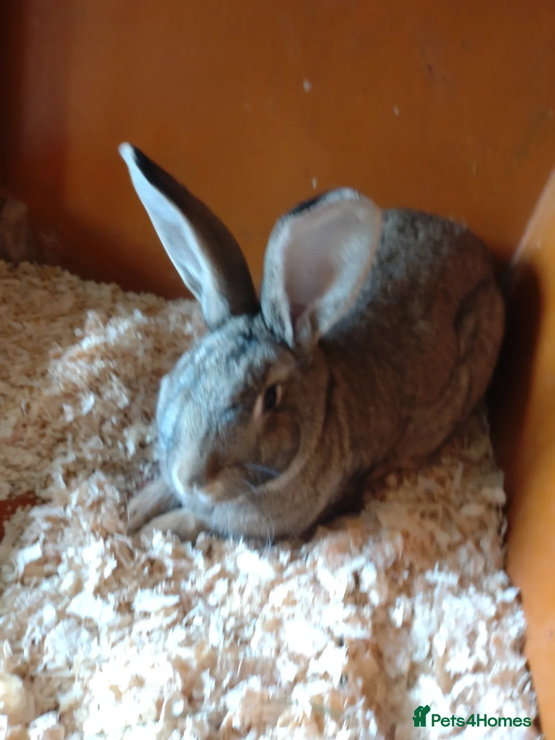 Mixed Breed rabbits for sale: Rex cross continental giant babies for sale in Dorchester - Advert 2