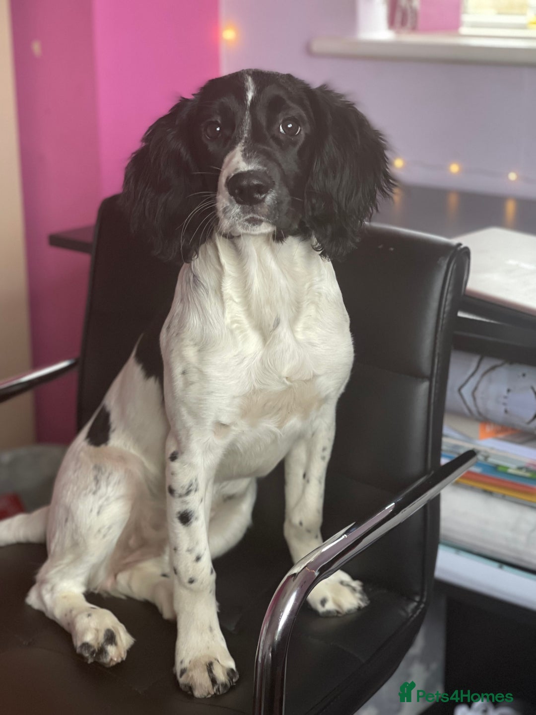 English Springer Spaniel dogs for sale: English Springer Spaniel Puppies Waiting List!! - Advert 7