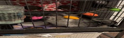 Chinchilla rodents for sale: Male chinchillas for sale (bonded  - Advert 12