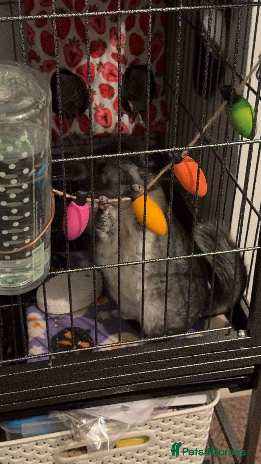 Chinchilla rodents for sale: Male chinchillas for sale (bonded  - Advert 12