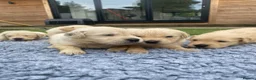 Golden Retriever dogs for sale: 🤍Cream / Platinum Golden Retriever Pups 🤍 - Advert 9