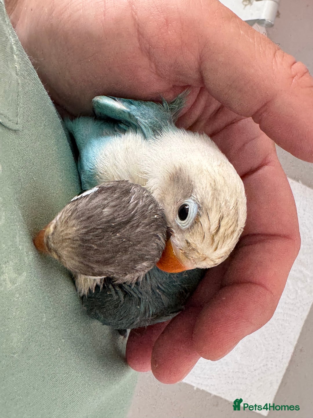 Lovebirds birds for sale: Hand-Reared Baby Lovebirds - Pair (DNA) - Image 3