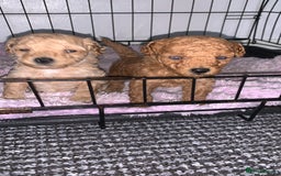 Toy Poodle dogs for sale: Toy poodle puppies for sale  - Image 5