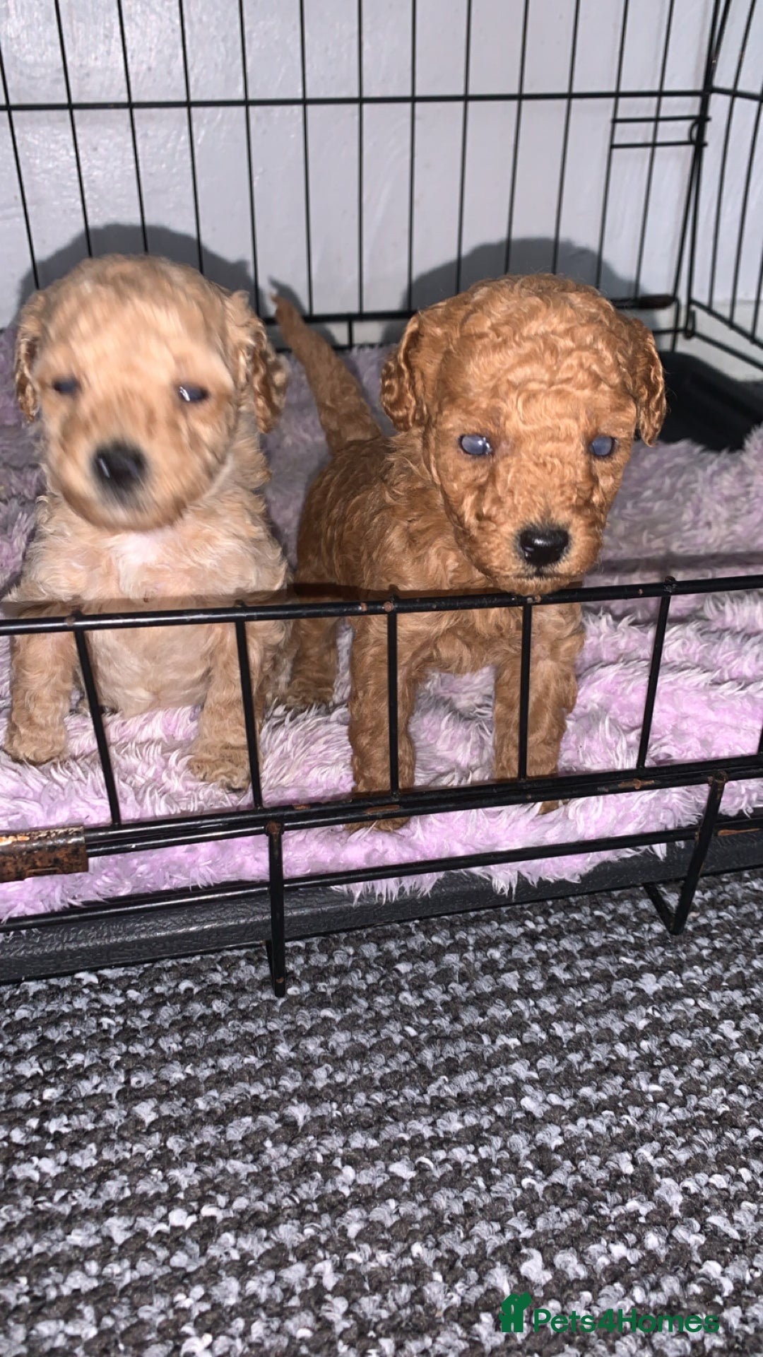 Toy Poodle dogs for sale: Toy poodle puppies for sale  - Image 5