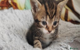 Mixed Breed cats for sale: Lovely kittens  - Image 6