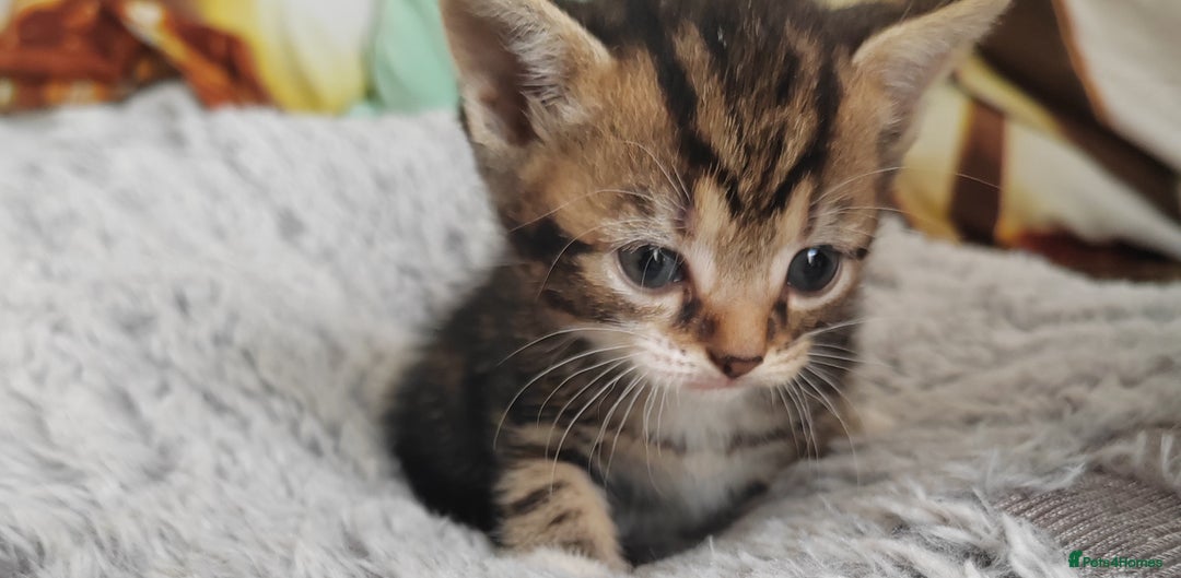 Mixed Breed cats for sale: Lovely kittens  - Image 6