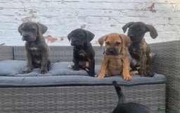 Cane Corso dogs for sale: 5 beautiful cane corso puppies nearly ready to go  - Image 20