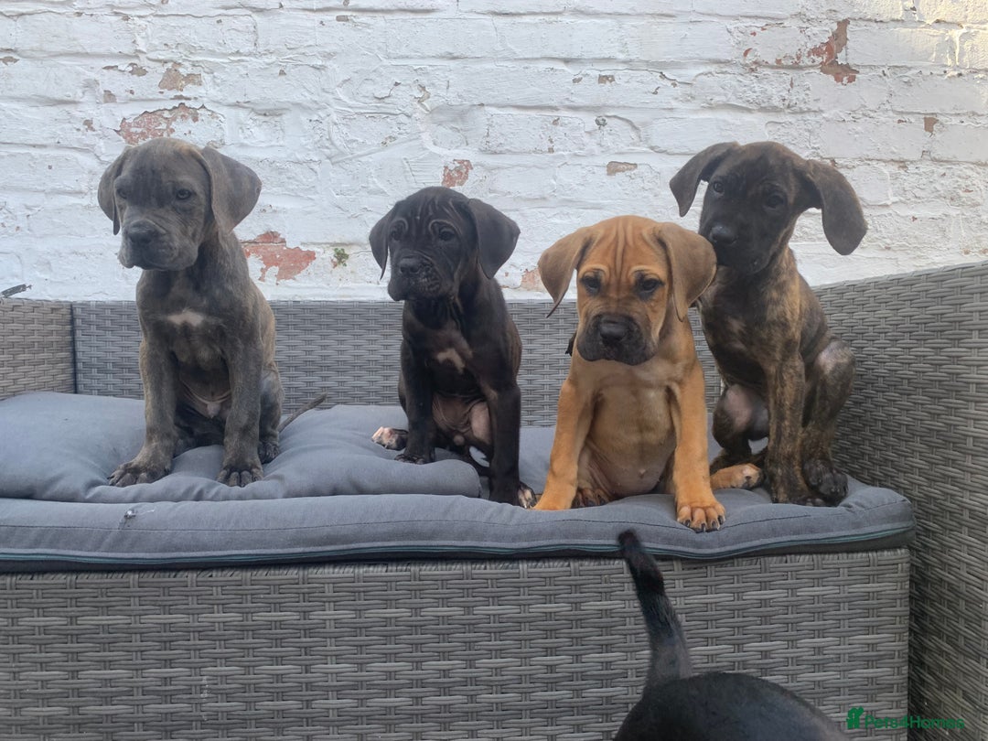 Cane Corso dogs for sale: 5 beautiful cane corso puppies nearly ready to go  - Image 20