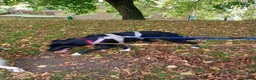 Mixed Breed dogs for adoption: Meet Ember, currently residing in Sheffield  in Sheffield - Advert 5