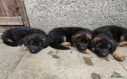 German Shepherd dogs for sale: GSD German shepherd puppies for sale  - Image 6