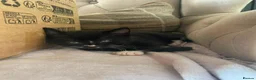 Mixed Breed cats for sale: Kittens  in Bristol - Advert 10