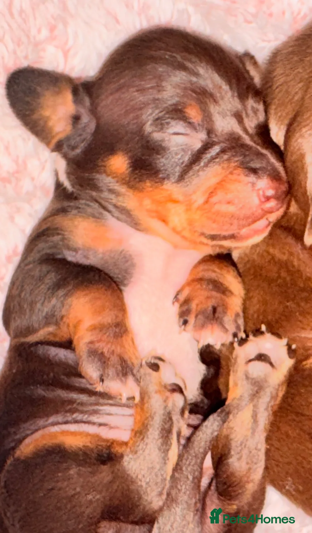 Miniature Dachshund dogs for sale: Because dachshund babies - Advert 7