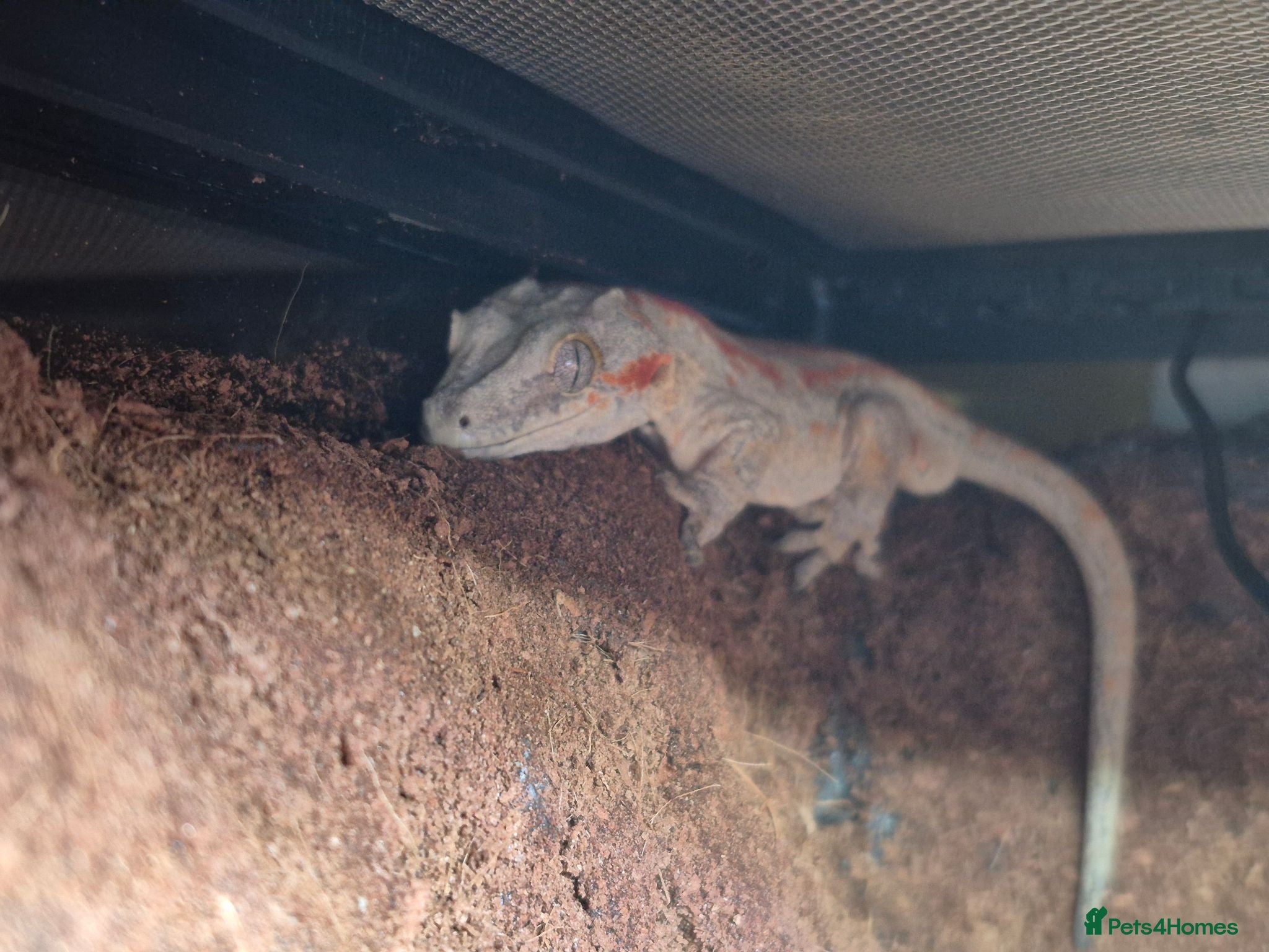 Gecko reptiles Lovely red stripe male gargoyle gecko - Advert 1