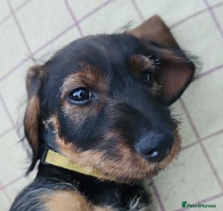 Dachshund dogs 9 Week old Dachshunds - Advert 1