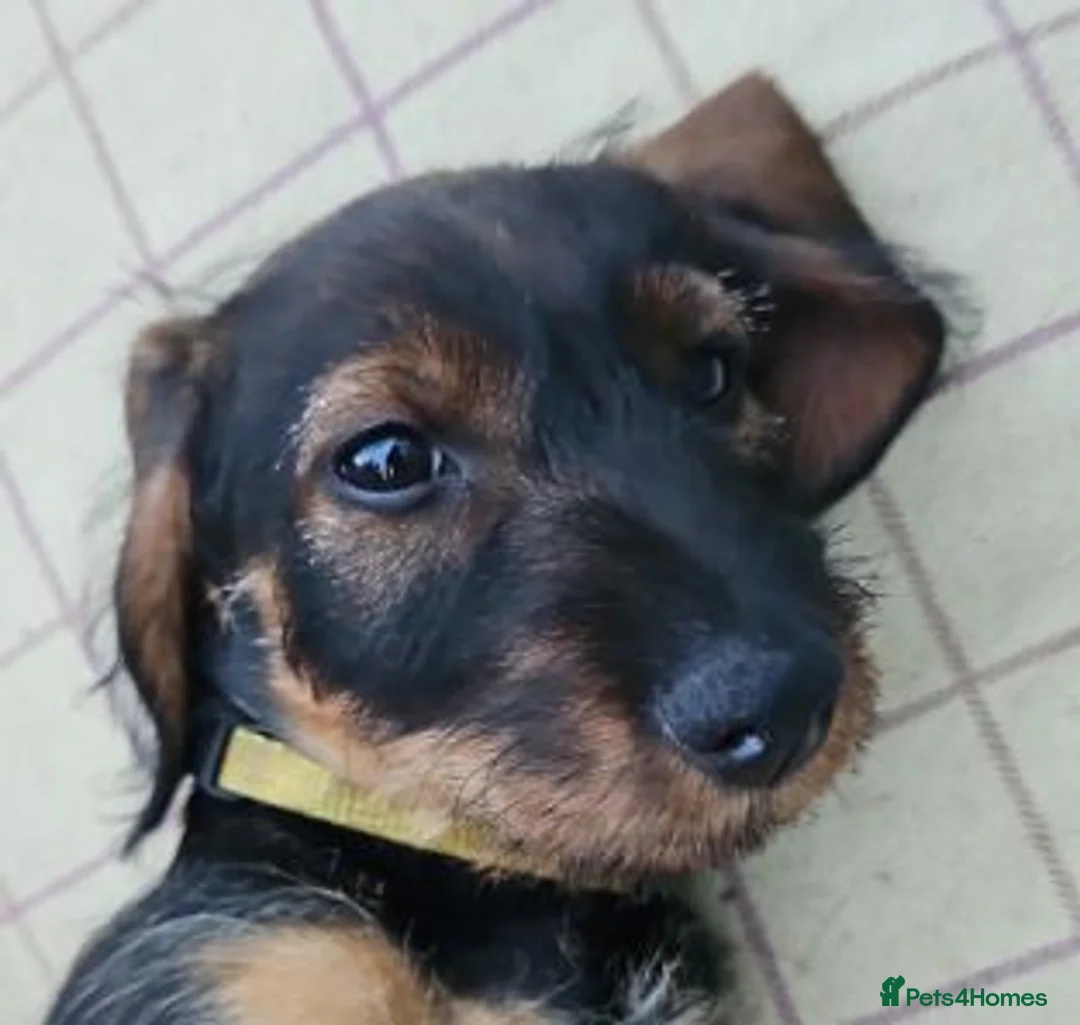 Dachshund dogs for sale: Wirehaired standard Dachshund puppies - Advert 1
