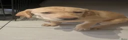 Labrador Retriever dogs for sale: Gorgeous Labrador Puppies, ready for forever homes - Advert 16