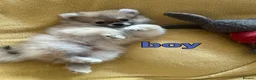 Pomeranian dogs for sale: 2 Beautiful Boy Pomeranian Puppies in Esher - Advert 11