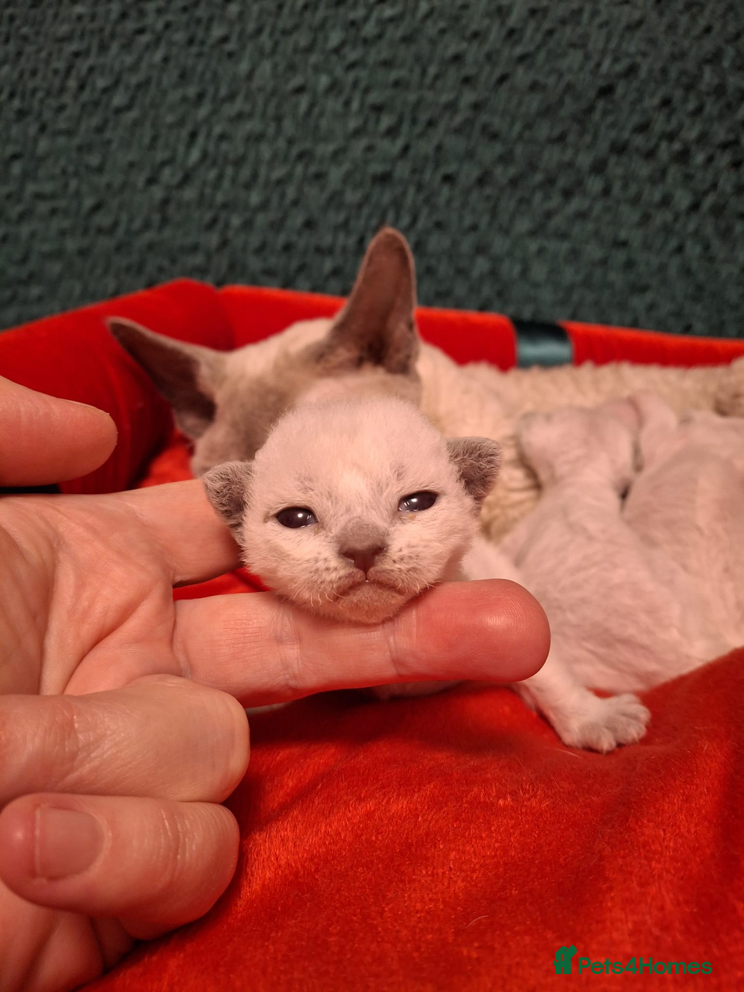 Devon Rex cats for sale: 🌸 Wonderful Devon Rex Kittens  🌸 - Advert 2