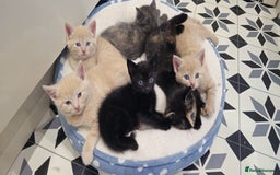 Domestic Shorthair cats for sale: 6 Kittens for sale 😻 - Image 3