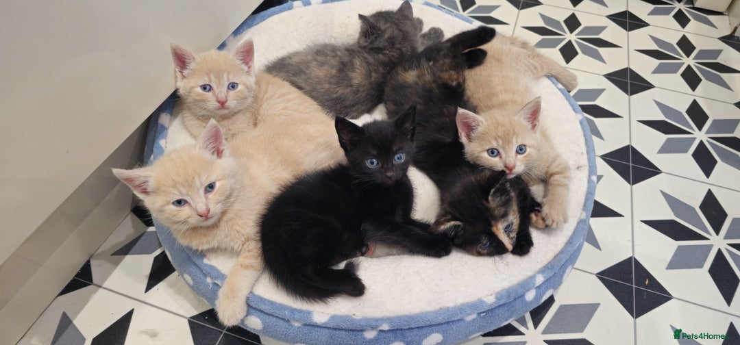 Domestic Shorthair cats for sale: 6 Kittens for sale 😻 - Image 3
