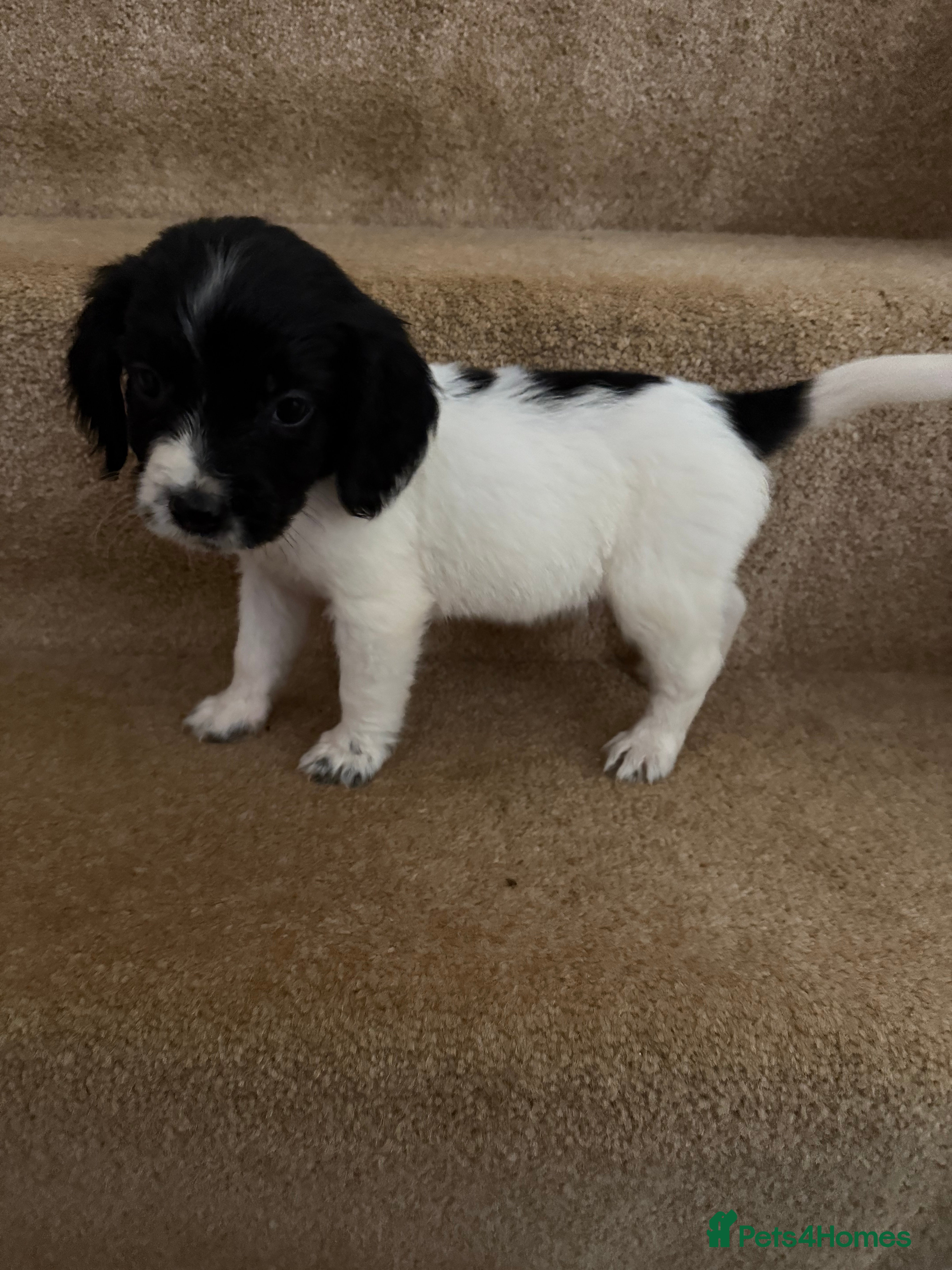 Cocker Spaniel dogs ‘Update’ 2 boys 1 girl cocker spaniel pups left  - Advert 12