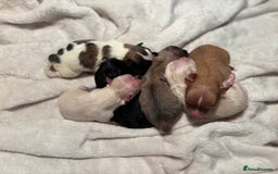 Pomeranian dogs for sale: Beautiful mix of Russian/Chi Tien Pomeranian Pups - Image 1