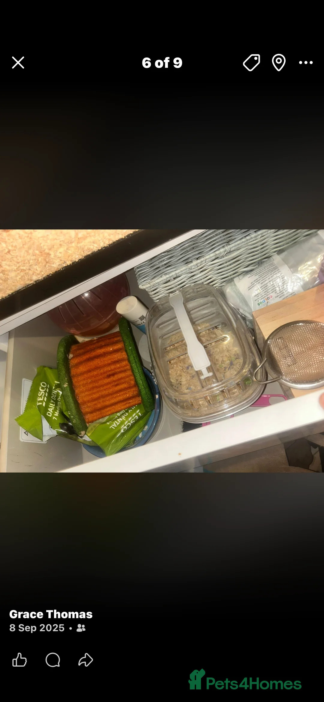 Hamster rodents for sale: Rocky looking for new home  - Advert 5