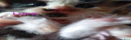 Siberian cats for sale: Adorable Siberian kittens - Advert 10