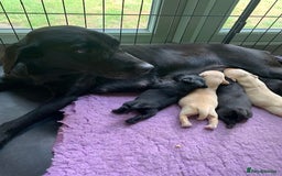 Labrador Retriever dogs for sale: Beautiful Quality Pedigree Labrador Puppies - Image 2