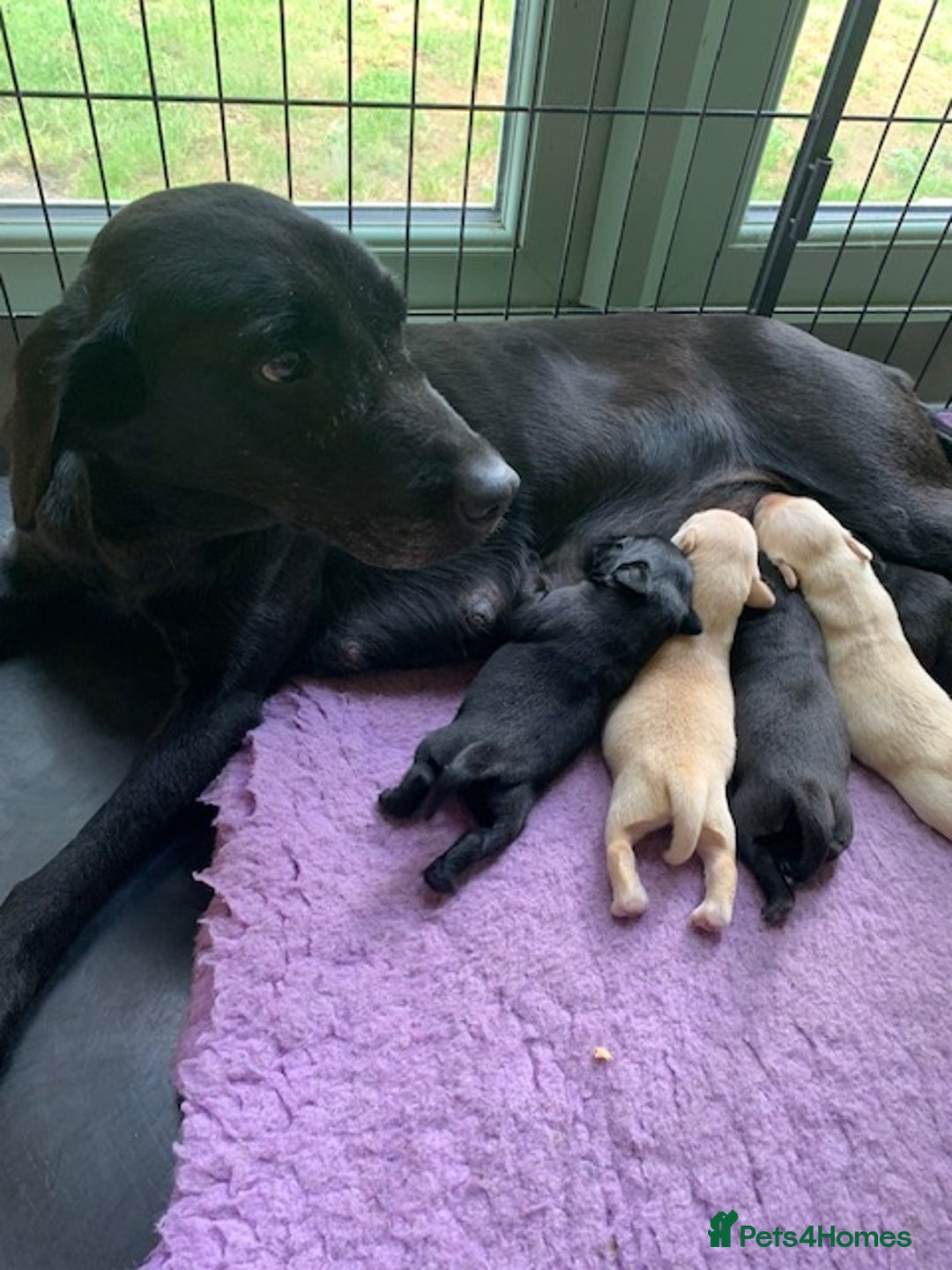 Labrador Retriever dogs for sale: Beautiful Quality Pedigree Labrador Puppies - Image 2