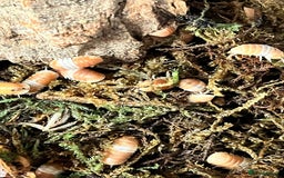 Mixed Breed invertebrates for sale: Isopods For Sale - Image 2
