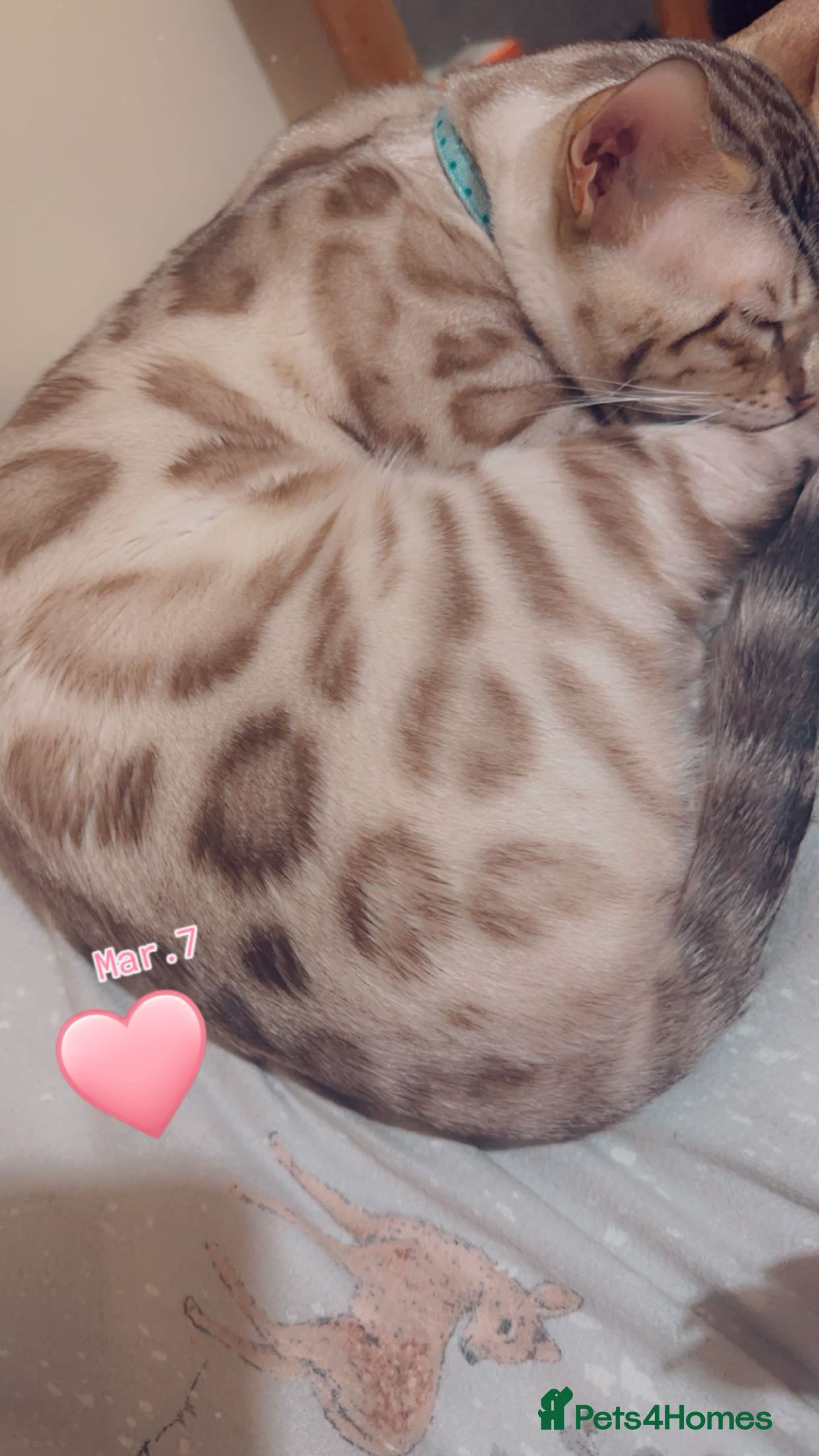 Bengal cats Beautiful Bengal Boy 1  - Advert 3