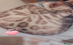 Bengal cats for sale: Beautiful Bengal Boy 1  - Image 1