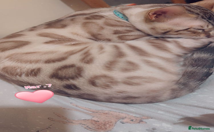 Bengal cats - Advert 3