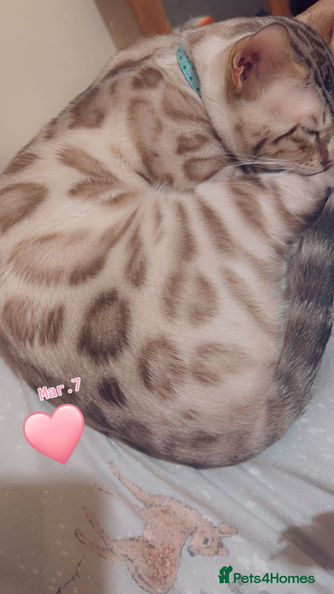 Bengal cats for sale: Beautiful Bengal Boy 1  - Image 1