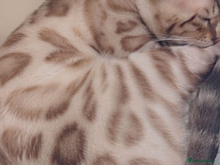 Bengal cats - Advert 18