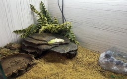 Gecko reptiles for sale: Boris - The gorgeous Gecko for sale - Image 6