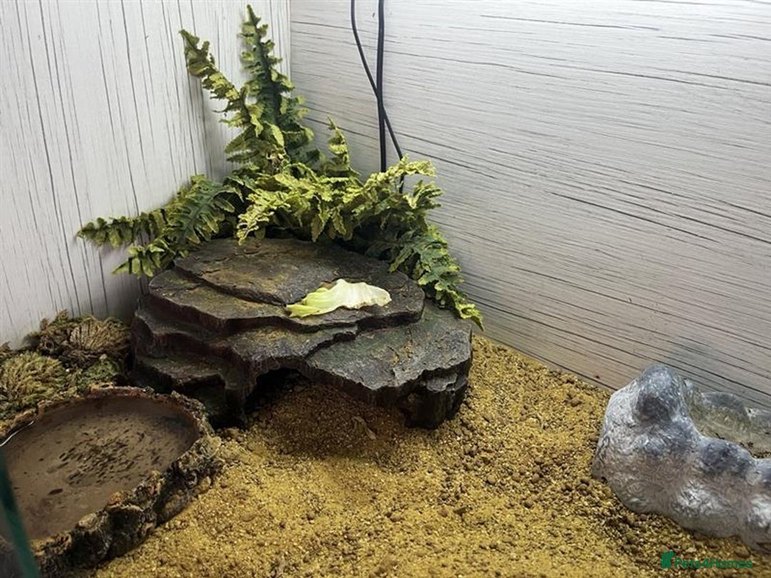 Gecko reptiles for sale: Boris - The gorgeous Gecko for sale - Image 6