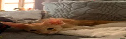 Maine Coon cats for sale: 🐾 Stunning TICA Registered Maine Coon Kittens  - Advert 5