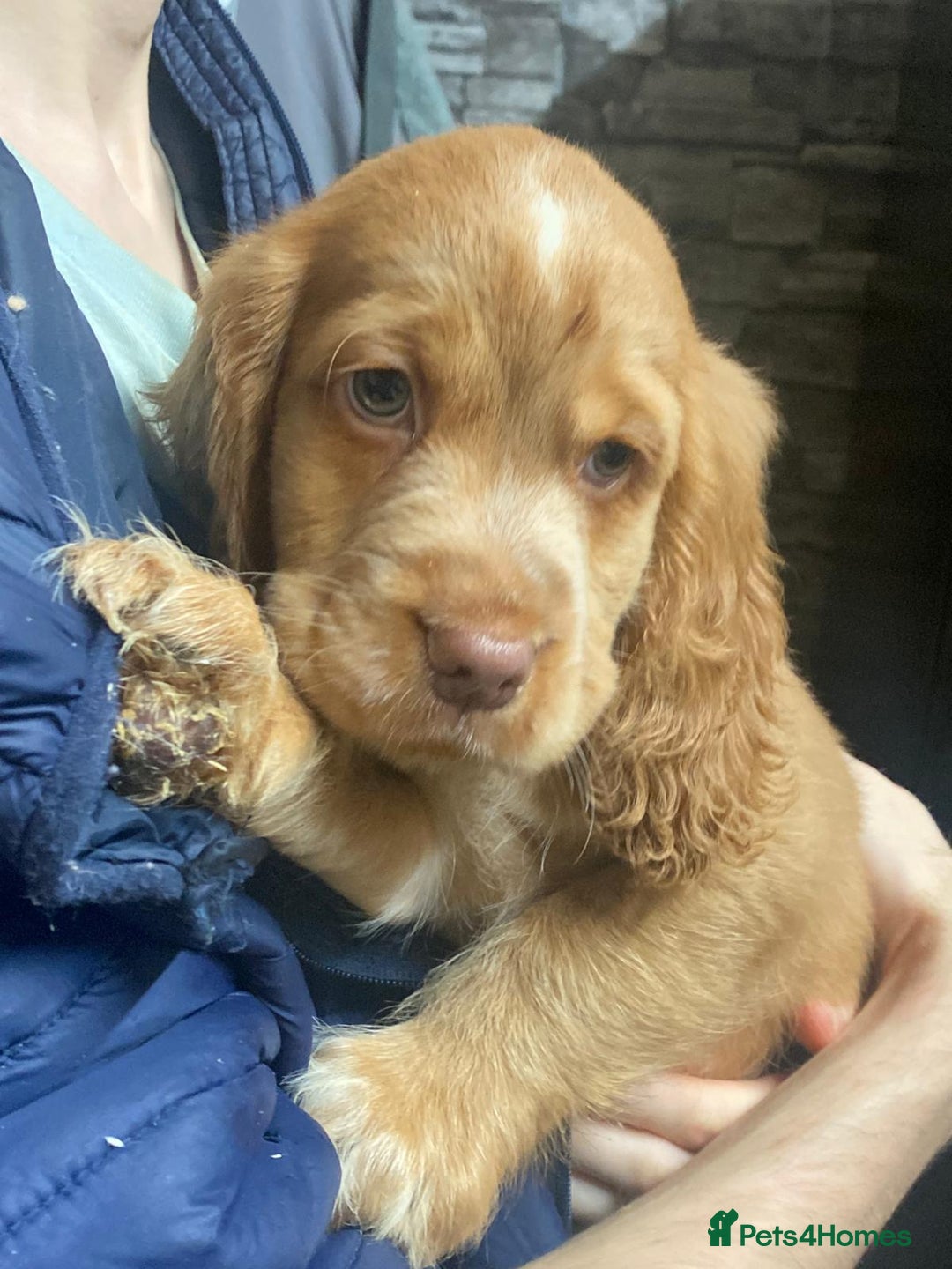 Cocker Spaniel dogs for sale: Stunning cocker spaniel puppies 2 boys left  - Advert 14