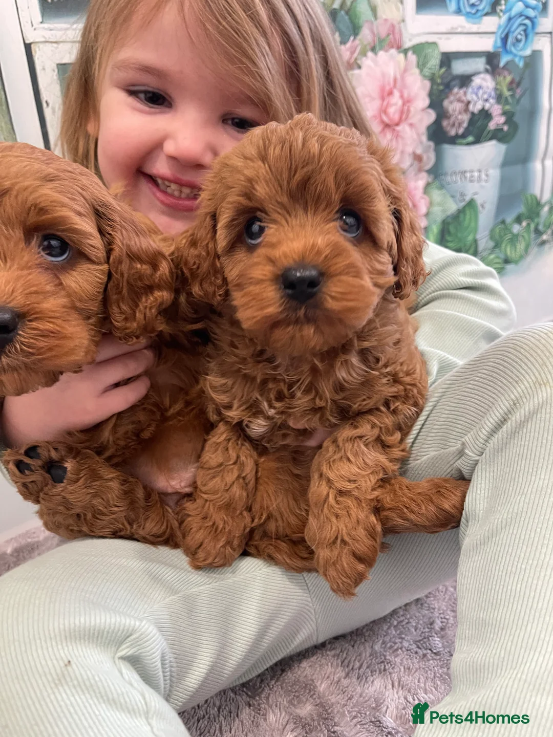Cavapoo dogs for sale: F1 Cavapoo, full DNA & Health tested clear parents - Advert 1