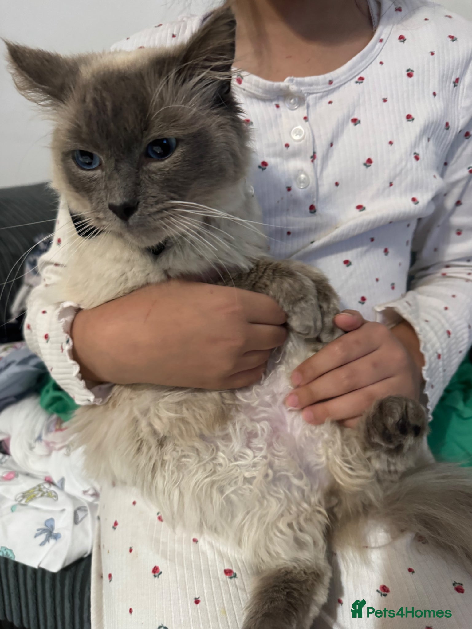 Ragdoll cats for sale: A beautiful and calm ragdoll cat  - Advert 4