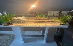 Turtle reptiles for sale: Baby pink bellied side neck turtle - Image 5